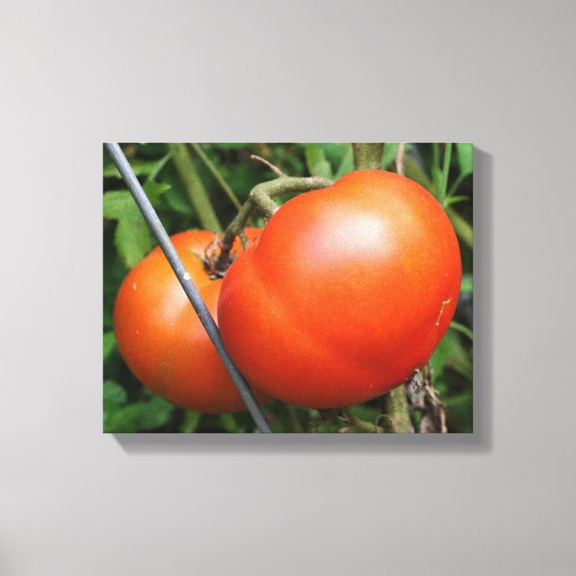 Red Ripe Garden Tomatoes On The Vine Canvas Print (Front)