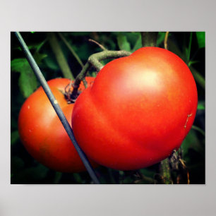 Red Ripe Garden Tomatoes On The Vine Poster