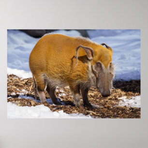 Red River Hog In The Snow Poster