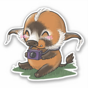 Red River Hog Photographer