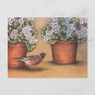 Red Robin and White Geraniums Postcard