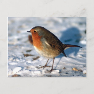 Red Robin bird Postcard