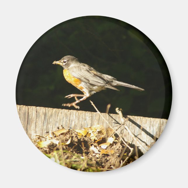 Red Robin Bobbin Magnet (Front)