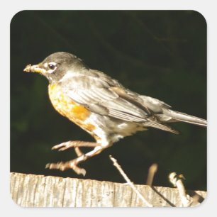 Red Robin Bobbin Square Sticker