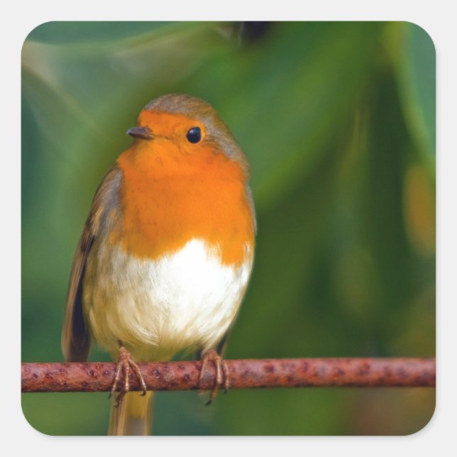 Red ROBIN Square Sticker (Front)