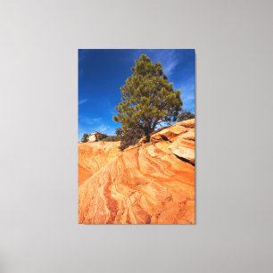 Red Rock Conifer Canvas Print