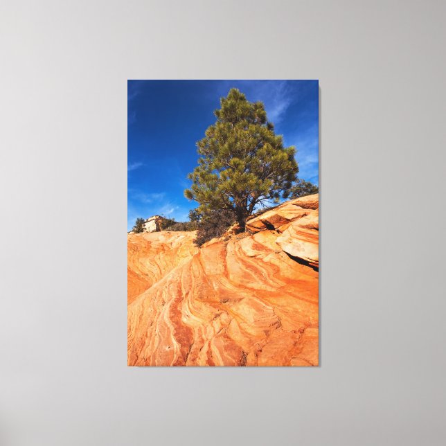 Red Rock Conifer Canvas Print (Front)