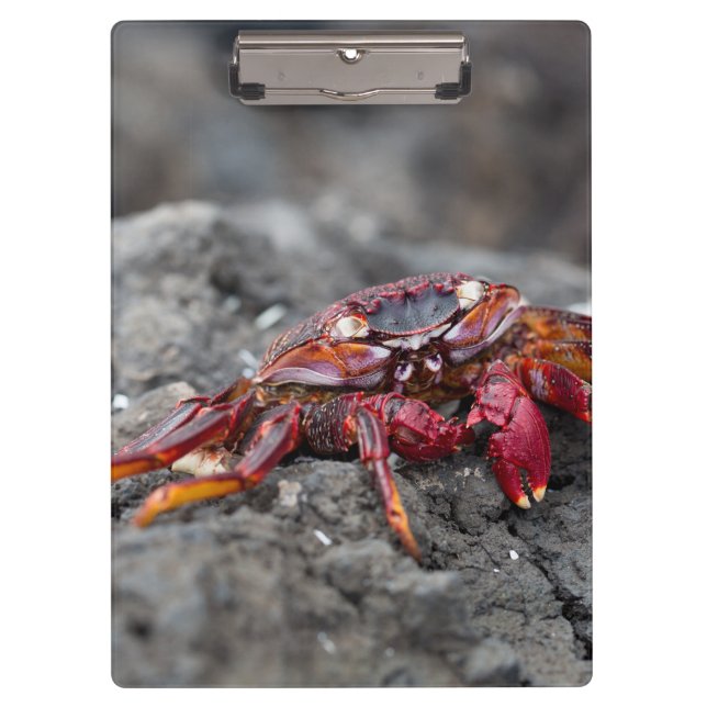 Red rock crab clipboard (Front)