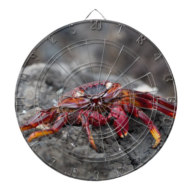 Red rock crab dartboard (Front)