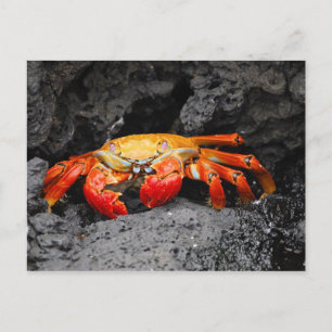 Red rock crab (Grapsus grapsus) Postcard