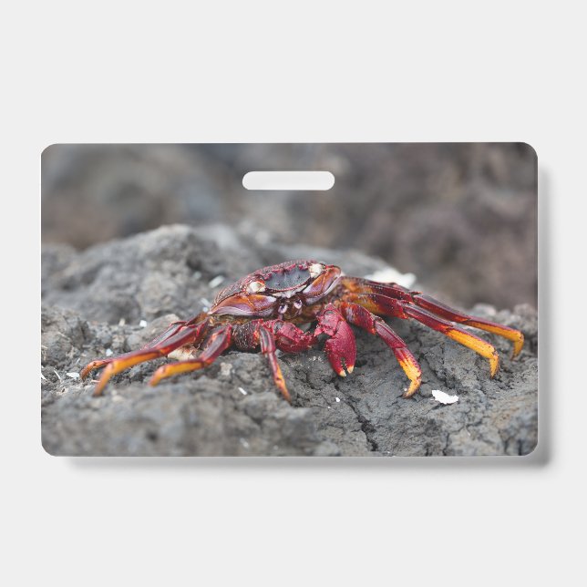 Red rock crab ID badge (Front)