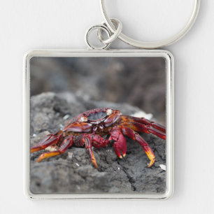 Red rock crab key ring