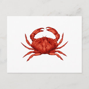 Red Rock Crab (Pacific) Postcard