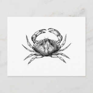 Red Rock Crab (Pacific) Postcard