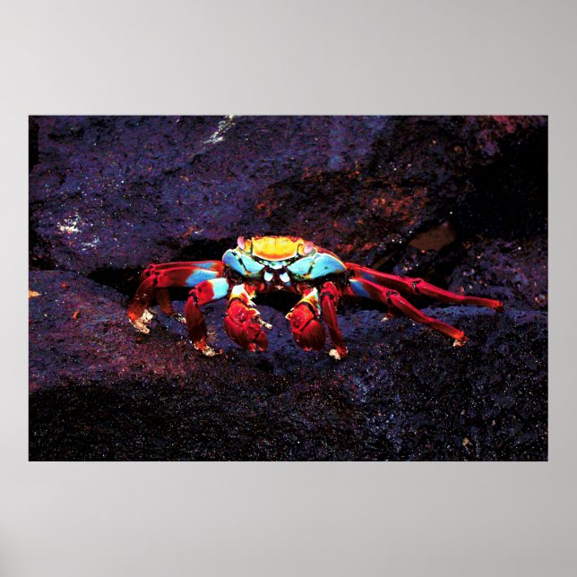 Red Rock Crab Poster (Front)
