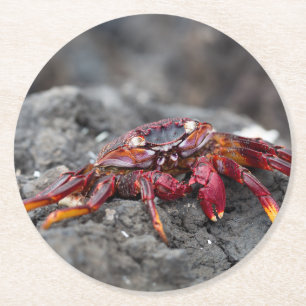 Red rock crab round paper coaster