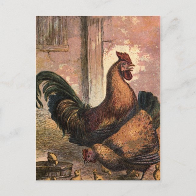 Red Rooster, Brown Hen and Baby Chicks on Straw Postcard (Front)