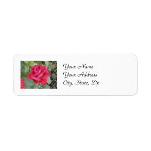 Red Rose
