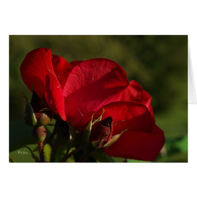 red rose (Front Horizontal)