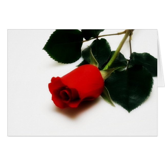 Red Rose (Front Horizontal)