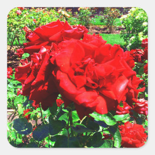 Red Rose #1 Stickers