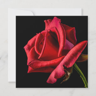 Red Rose Against Black Background Card