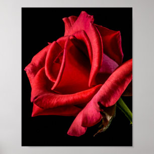 Red Rose Against Black Background Poster