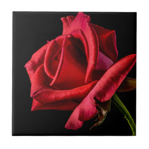 Red Rose Against Black Background Tile