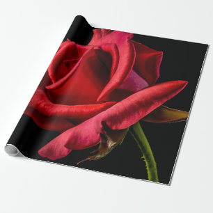 Red Rose Against Black Background Wrapping Paper