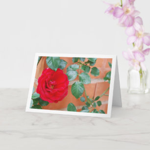 Red Rose against Brick Wall Card