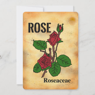Red rose aged paper style line art Flat Card