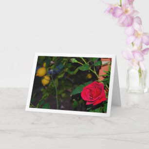 Red Rose and Lemons Card