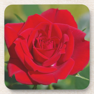 Red Rose Beauty Coaster