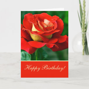  Red Rose Birthday Greeting Card