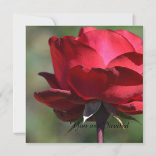Red Rose Birthday Invitation