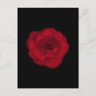 Red Rose. Black Background. Postcard