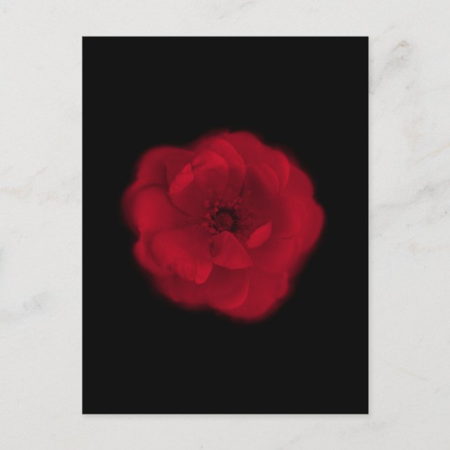 Red Rose. Black Background. Postcard (Front)