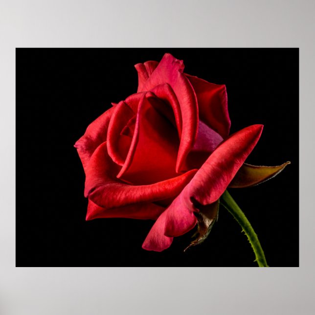 Red rose black background poster (Front)