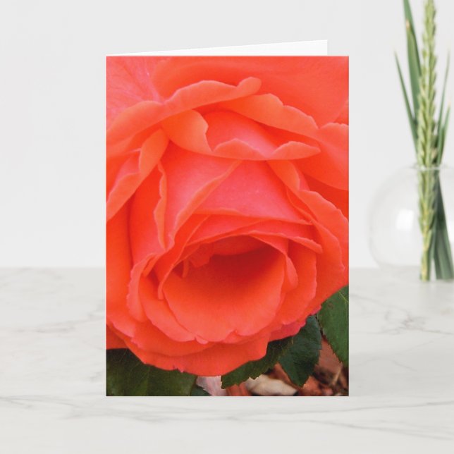 Red Rose - Blank Inside Greeting Card (Front)