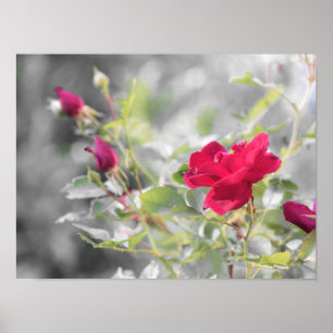 Red Rose Blooms of Summer Poster
