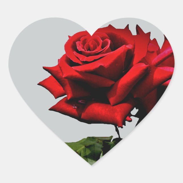 Red Rose Blossom Flower Birthday Holidays Events Heart Sticker (Front)