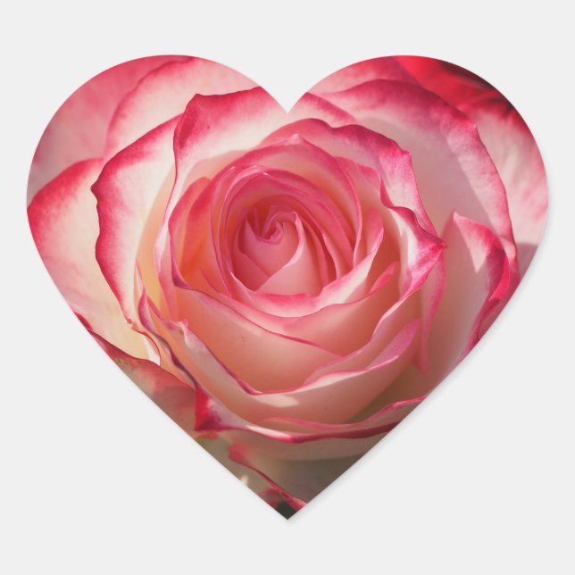 Red rose blossom heart sticker (Front)