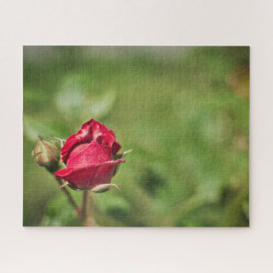 Red rose blossom romantic garden jigsaw puzzle