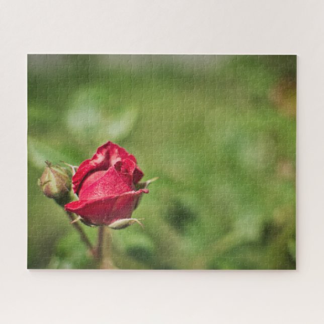 Red rose blossom romantic garden jigsaw puzzle (Horizontal)