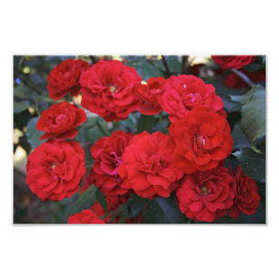 Red Rose Blossoms - flower photography Photo Print