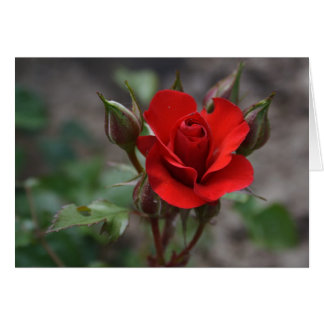 Red Rose Bud