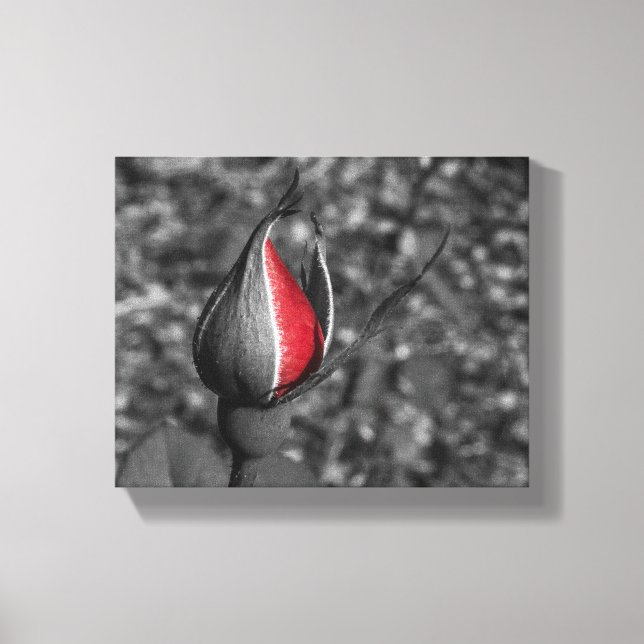Red Rose Bud Canvas (Front)