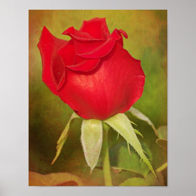 Red Rose Bud Photographic Art Print (Front)