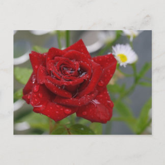 Red Rose Bud Postcard