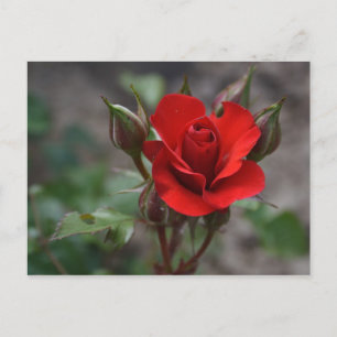 Red Rose Bud Postcard